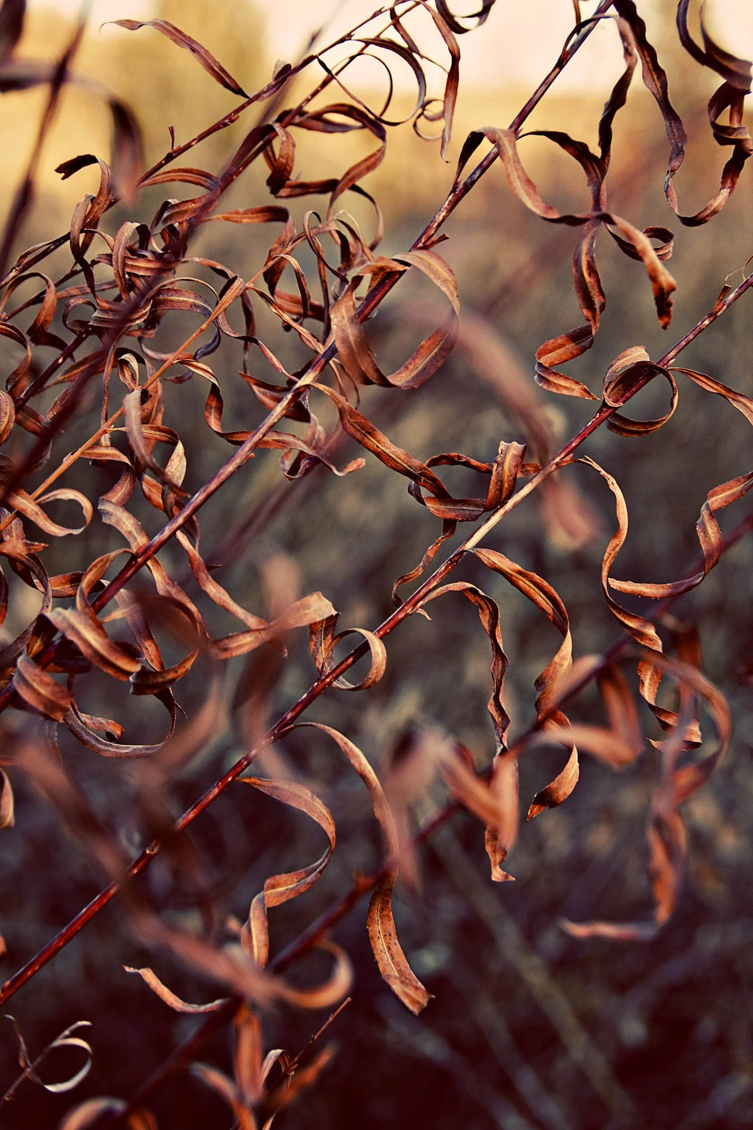 IMG_8261-Edit (1) 2.jpg