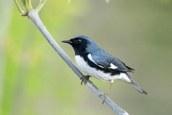 GABC: The VIC Warbler Walk - Trip Leader Brian McAllister