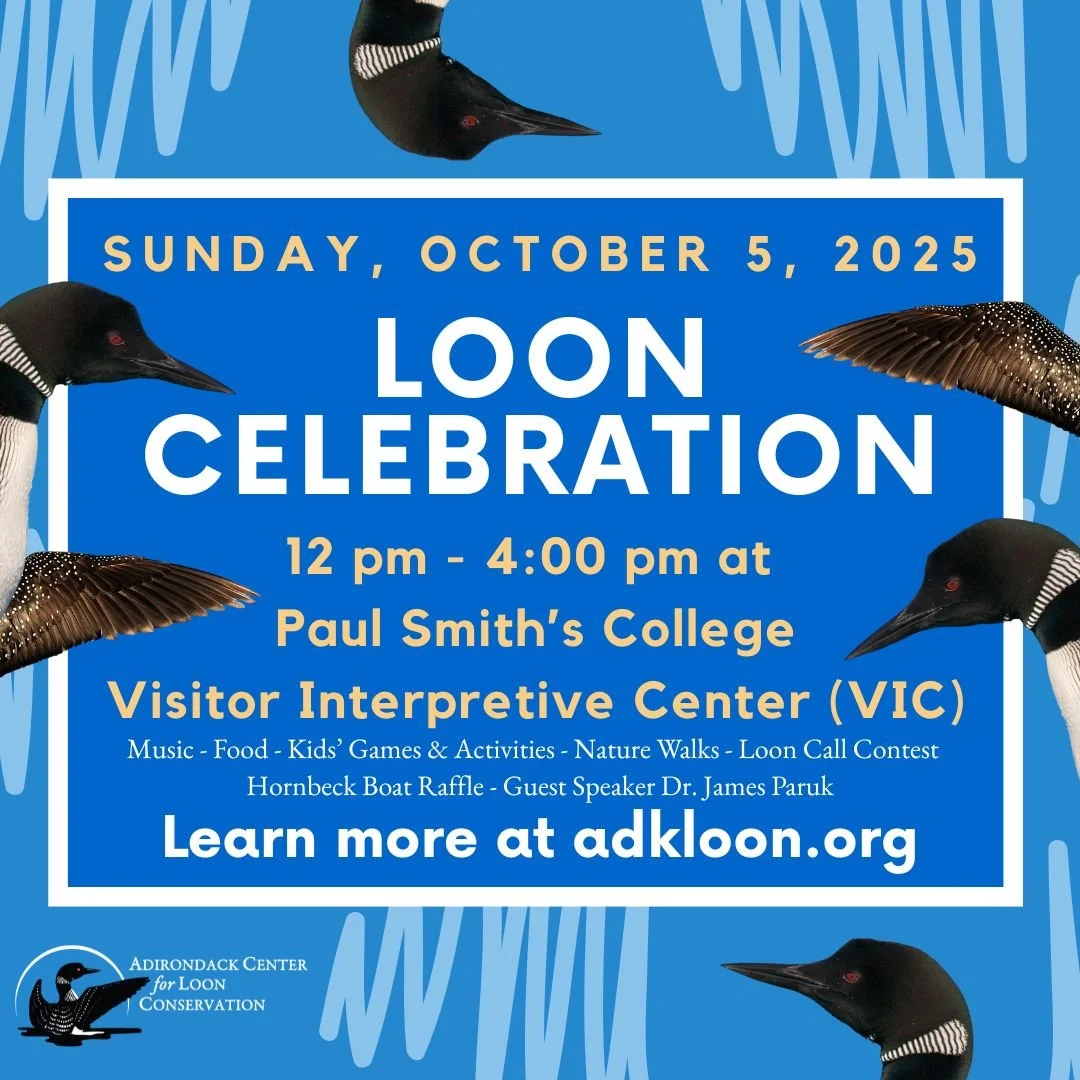 Loon Celebration with the Adirondack Center for Loon Conservation