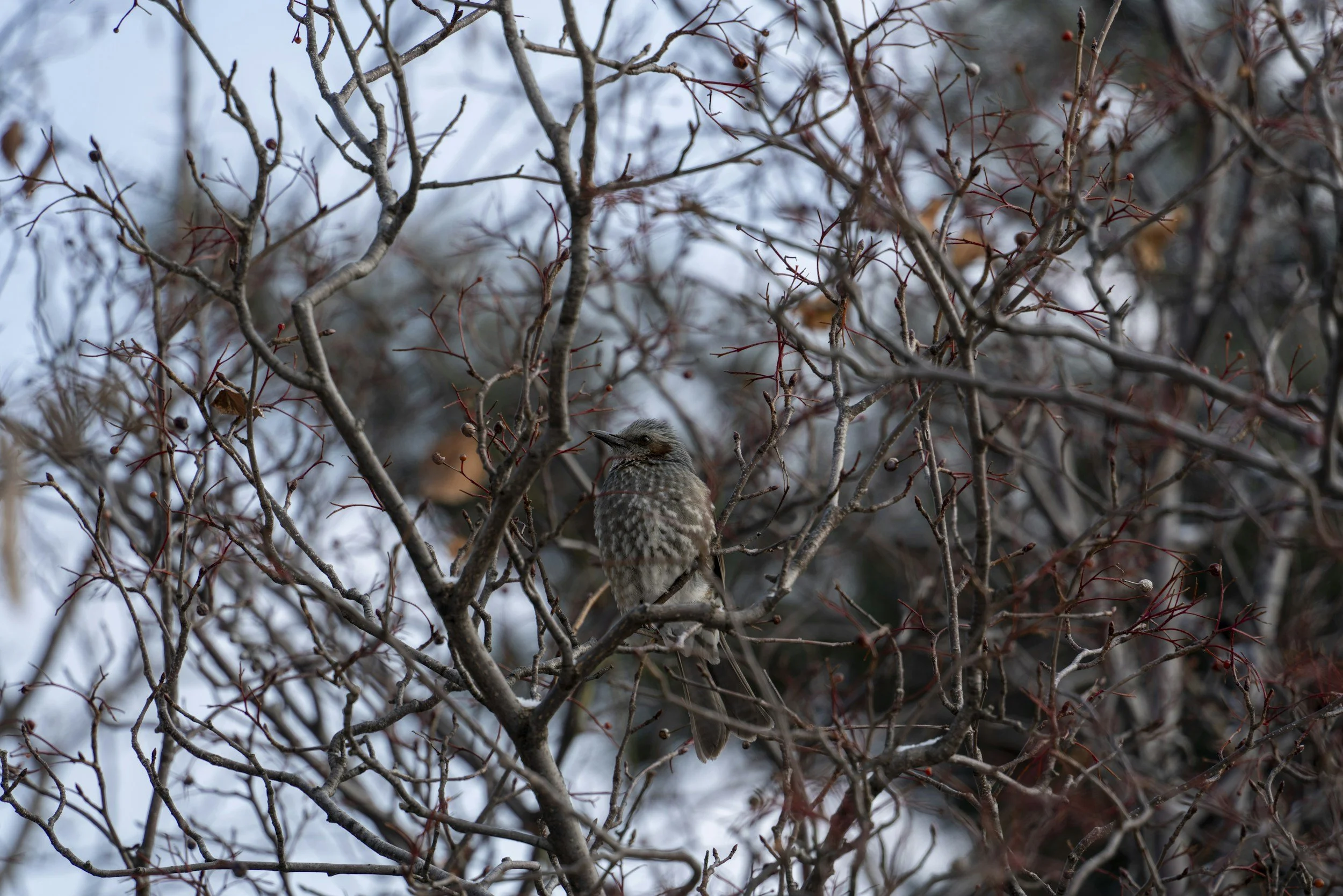 Bird Outing at Point Au Roche State Park