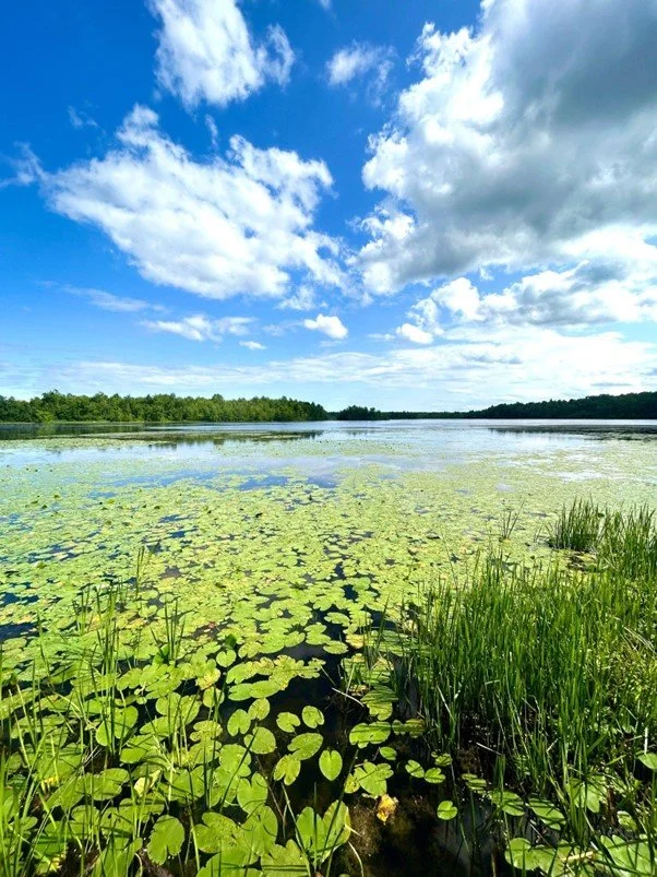 Bird Outing at Lake Alice WMA