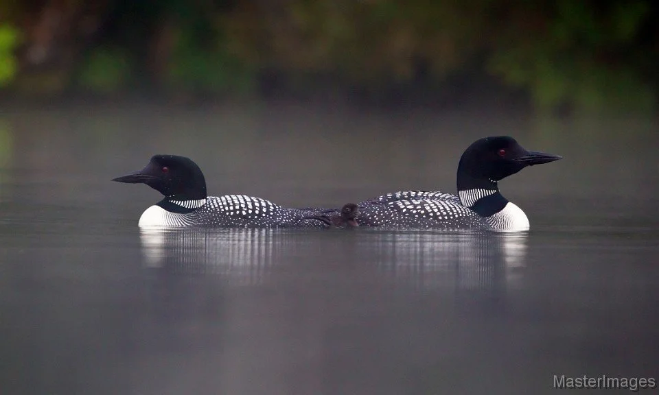 GABC Paddle: Osgood Pond to the Osgood River - Trip Leader Amelia Dragone*