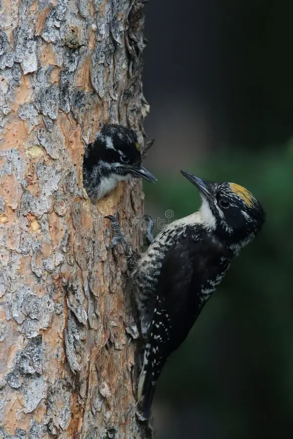 GABC: Madawaska - Half Day- Trip Leader Alan Belford