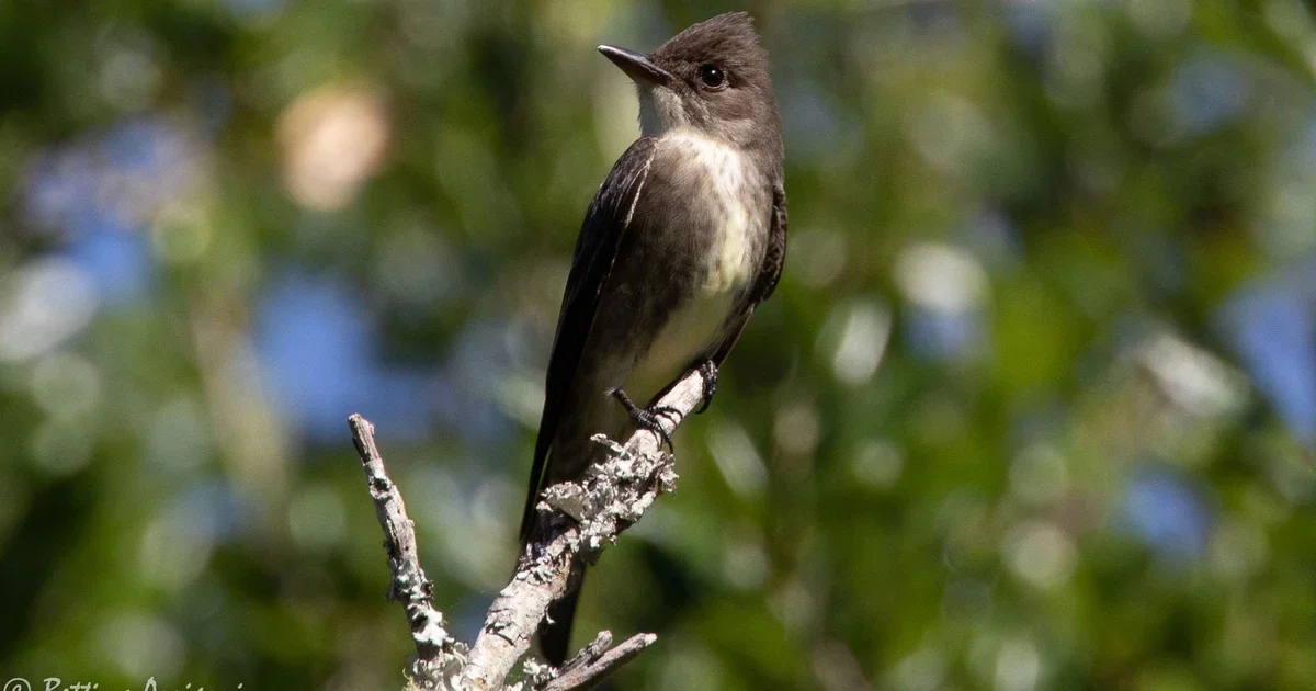 GABC: Bloomingdale Bog - Trip Leaders Betsy Miner and Mar Bodine