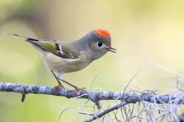 GABC: Bloomingdale Bog - Half Day - Trip Leaders Betsy Miner and Mar Bodine