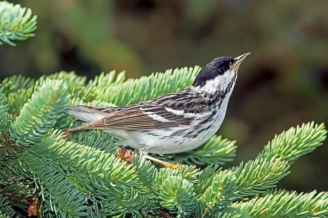 GABC: Whiteface - Trip Leader Alan Belford