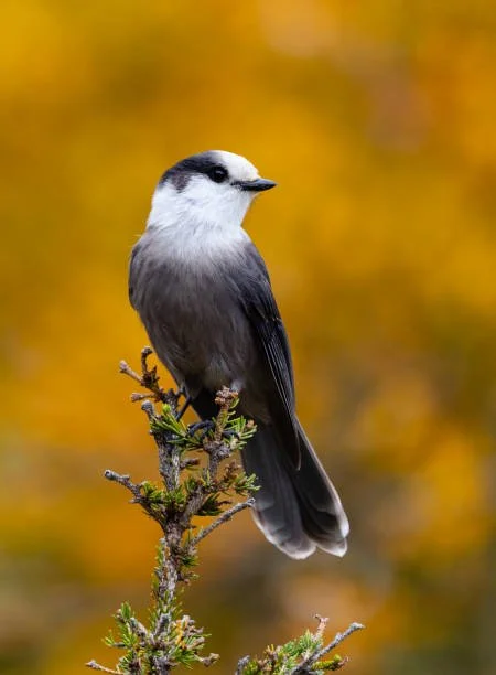 GABC: Franklin County Boreal outing- Trip Leader TBD