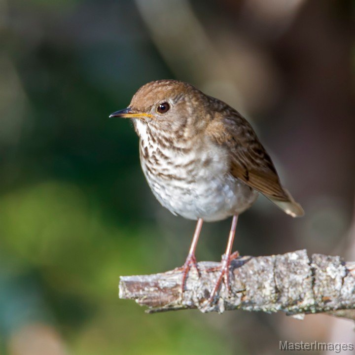 Heaven Hill Farm/John Brown Farm - Half Day- Trip Leader Jack Peneston