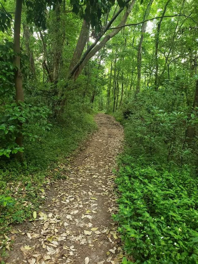 A narrow dirt trail surrounded by lush green trees and foliage in a dense forest.