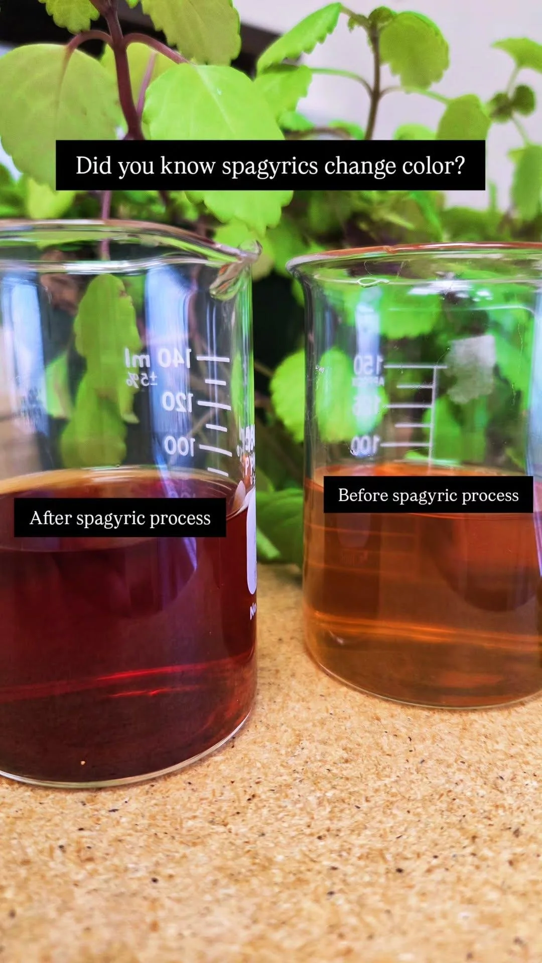 Two transparent beakers containing purple and orange liquids, labeled 'After spagyric process' on the left and 'Before spagyric process' on the right, with green leafy plants in the background. Text overlay explains spagyric color change.