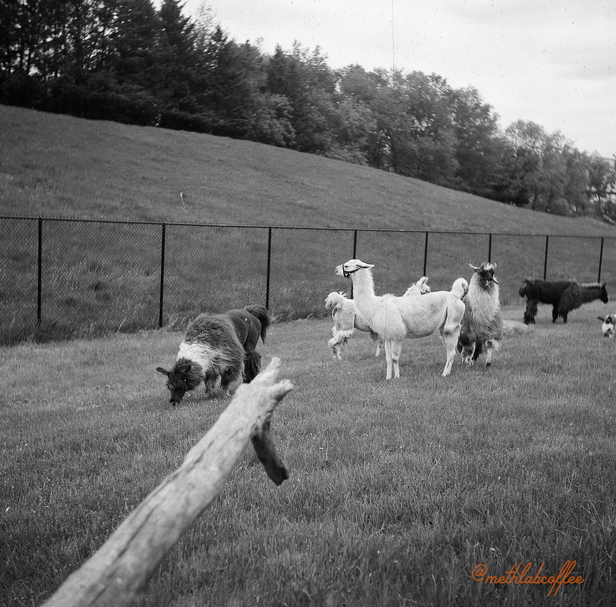 B&W Project-03.jpg