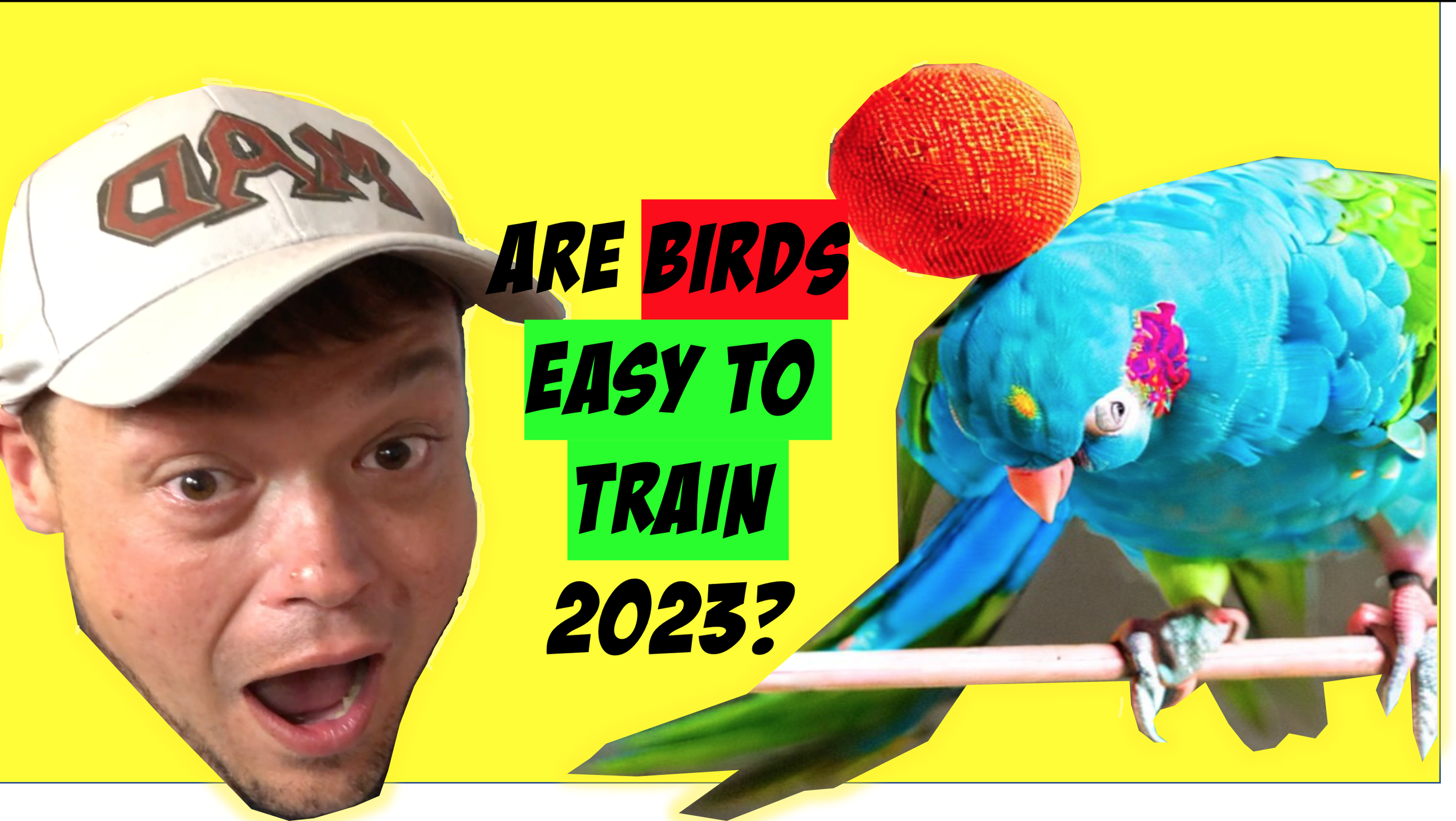 Are Birds Hard to Train in 2023?