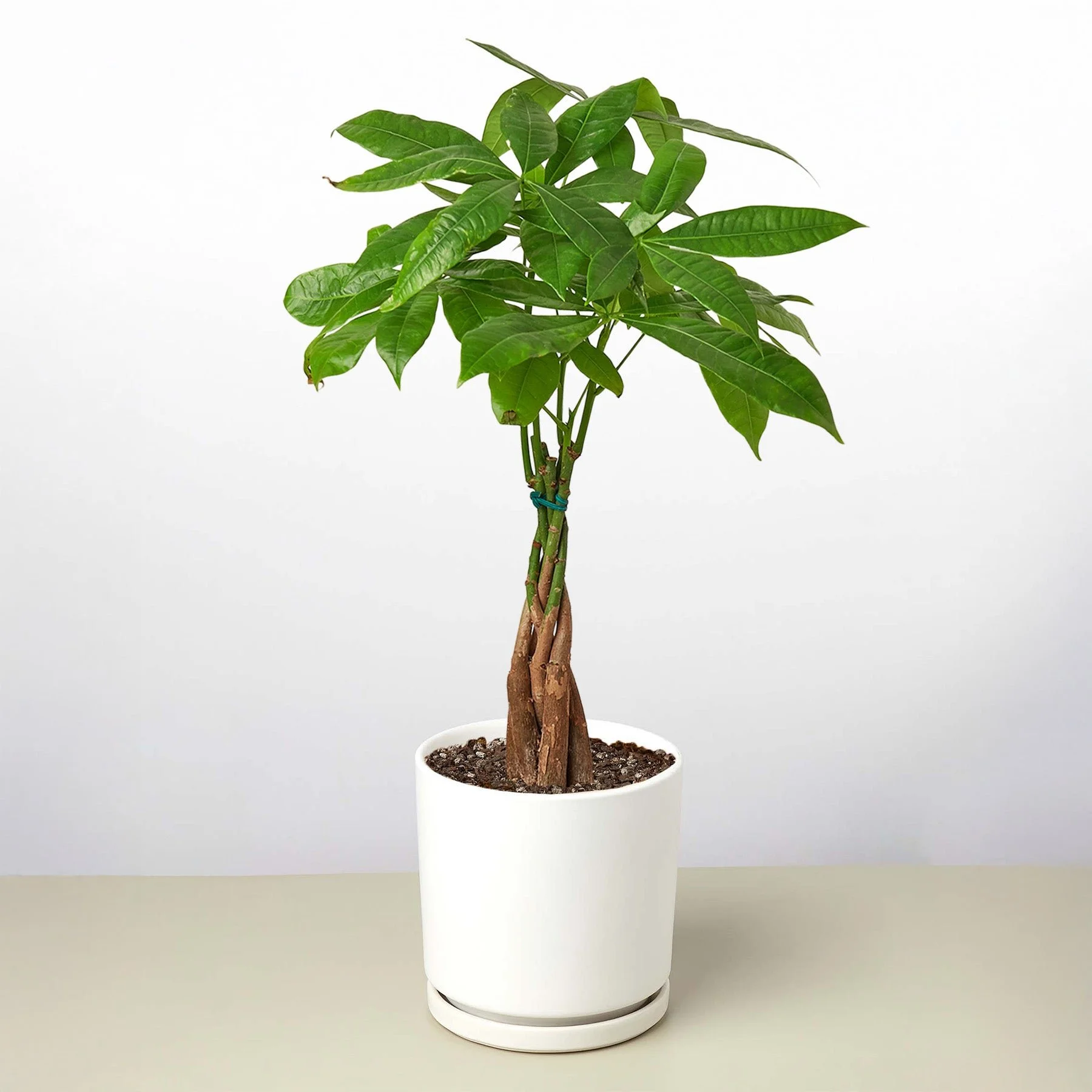 Money Tree 'Guiana Chestnut' Pachira Braid