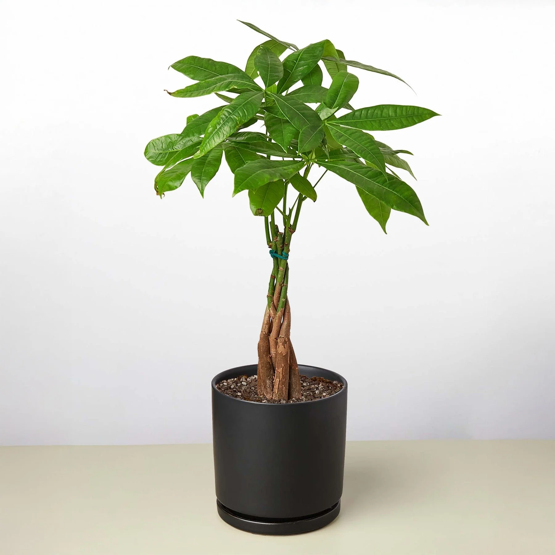 Money Tree 'Guiana Chestnut' Pachira Braid