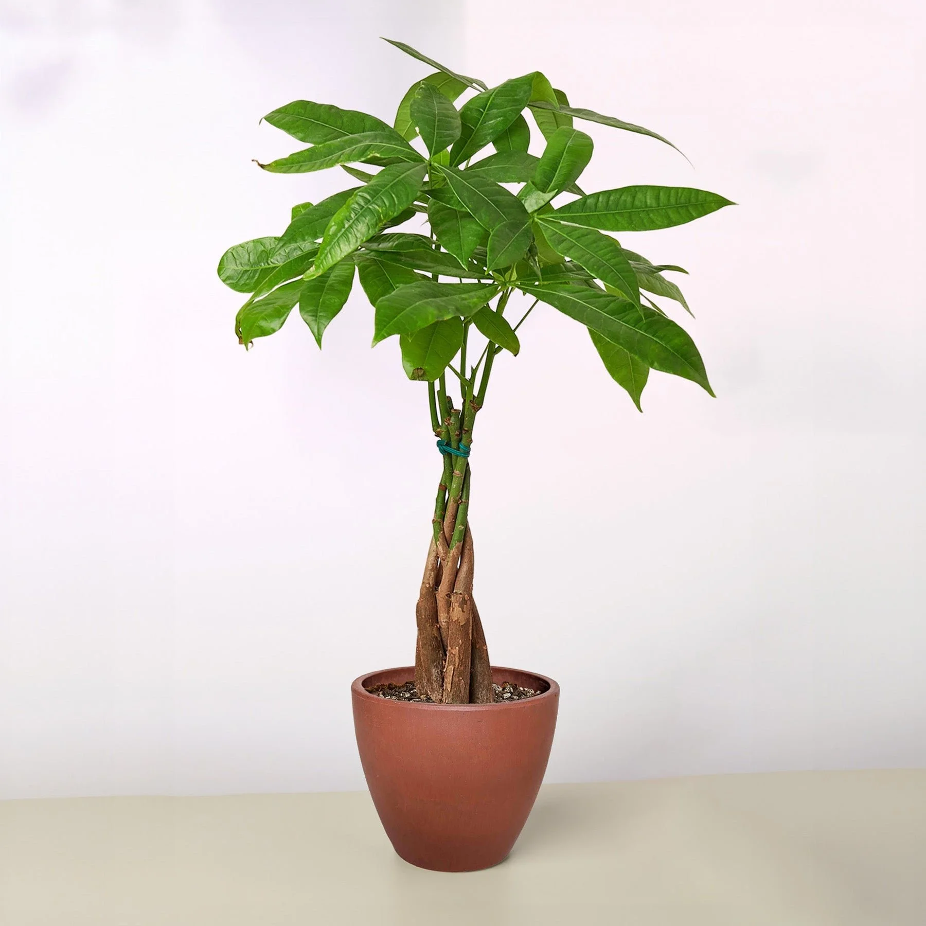 Money Tree 'Guiana Chestnut' Pachira Braid