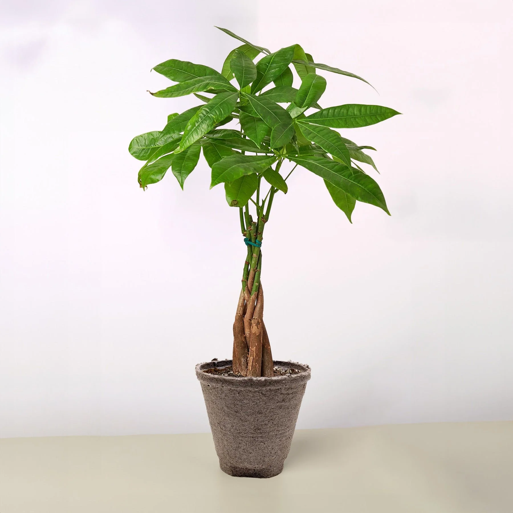 Money Tree 'Guiana Chestnut' Pachira Braid