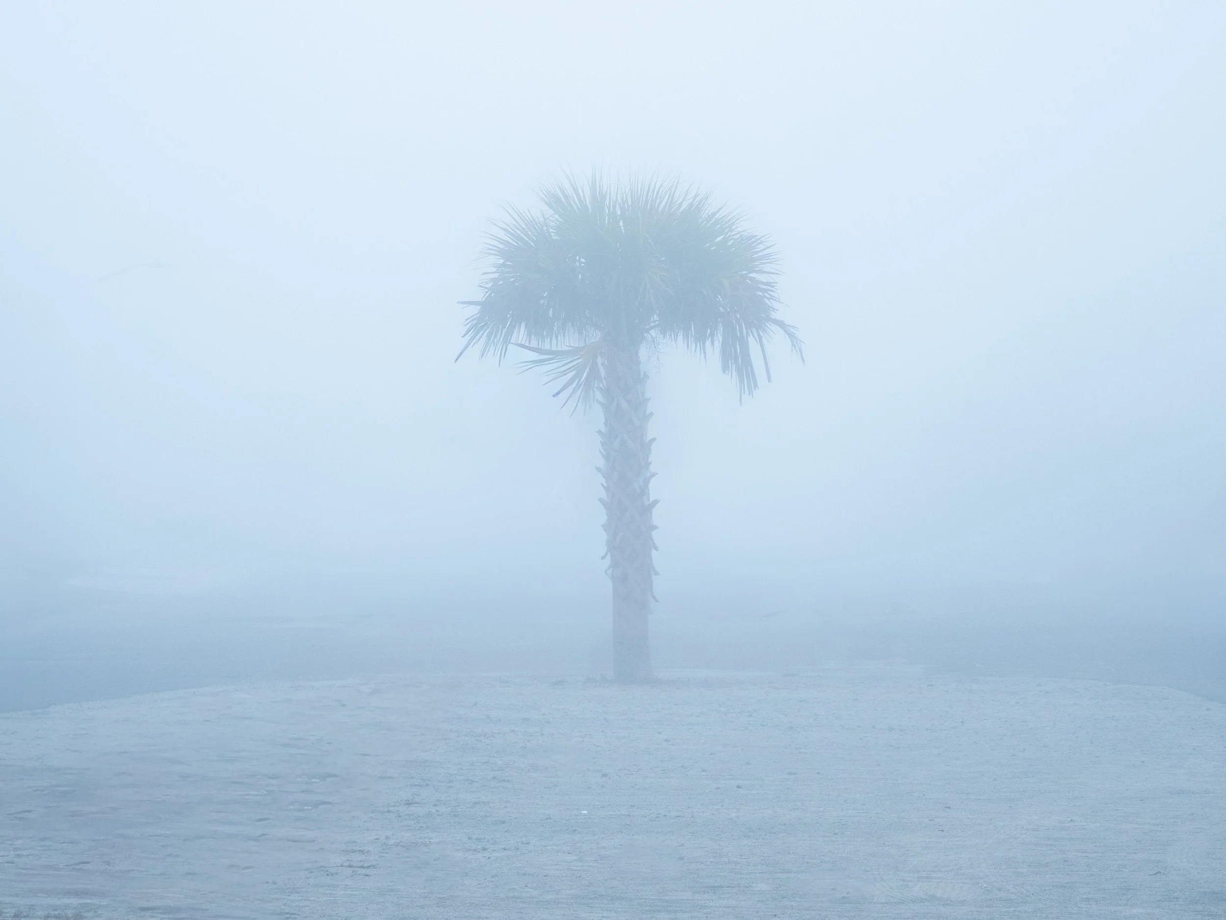 Back cover scavenger hunt fog palm.jpg
