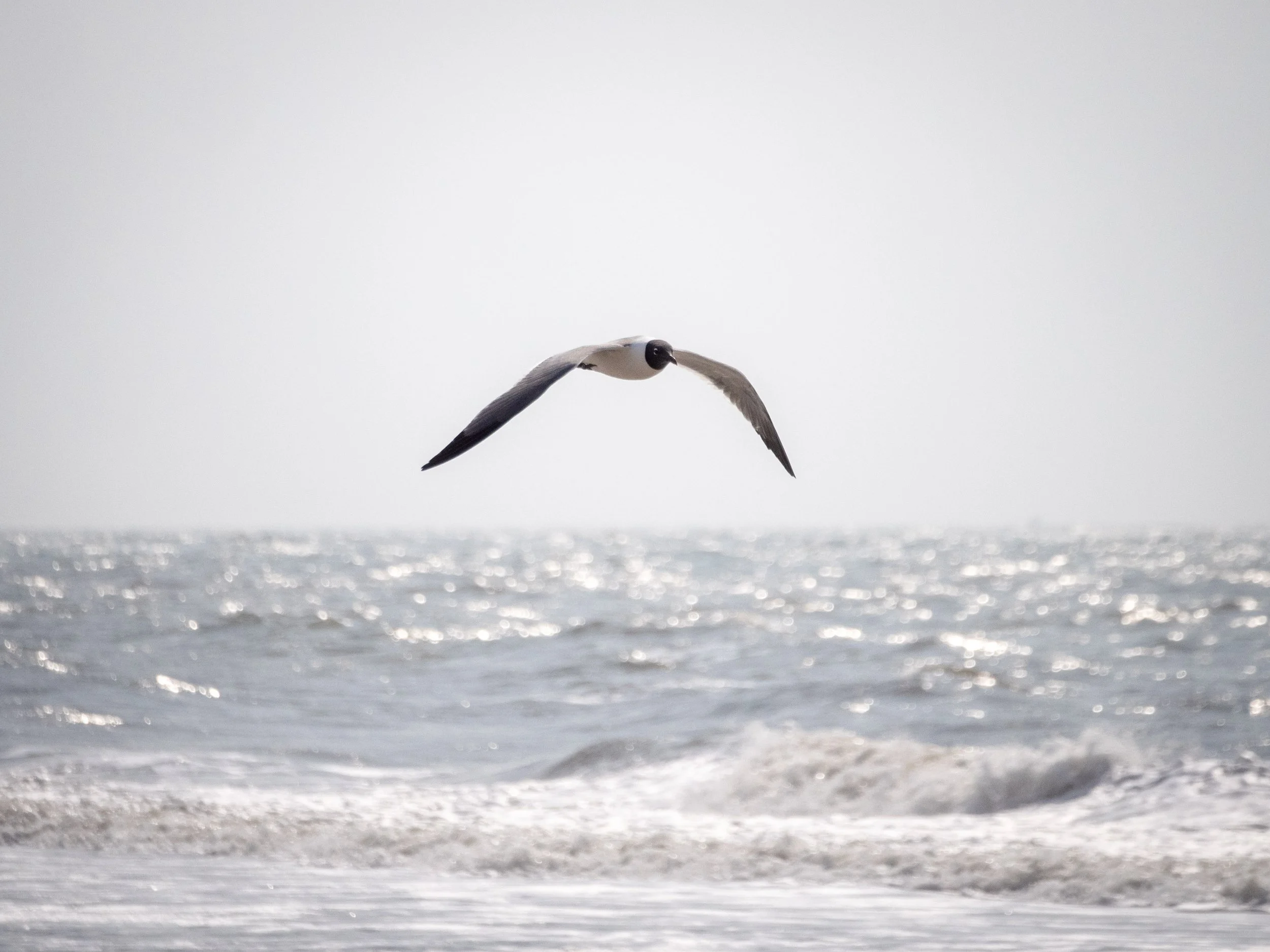 seagull & wave.jpg