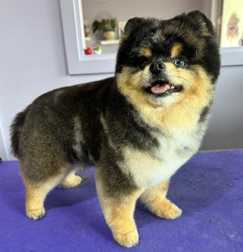 automatic txt reminders for grooming salons cute pomeranian scissor groom cloud grooming.jpg