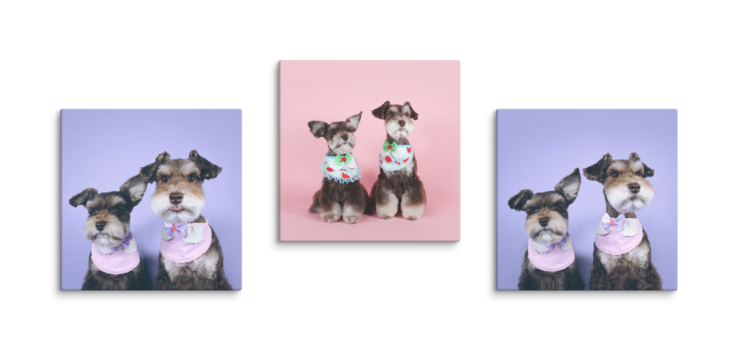 set of 3 schnauzer 8x8 vector.png