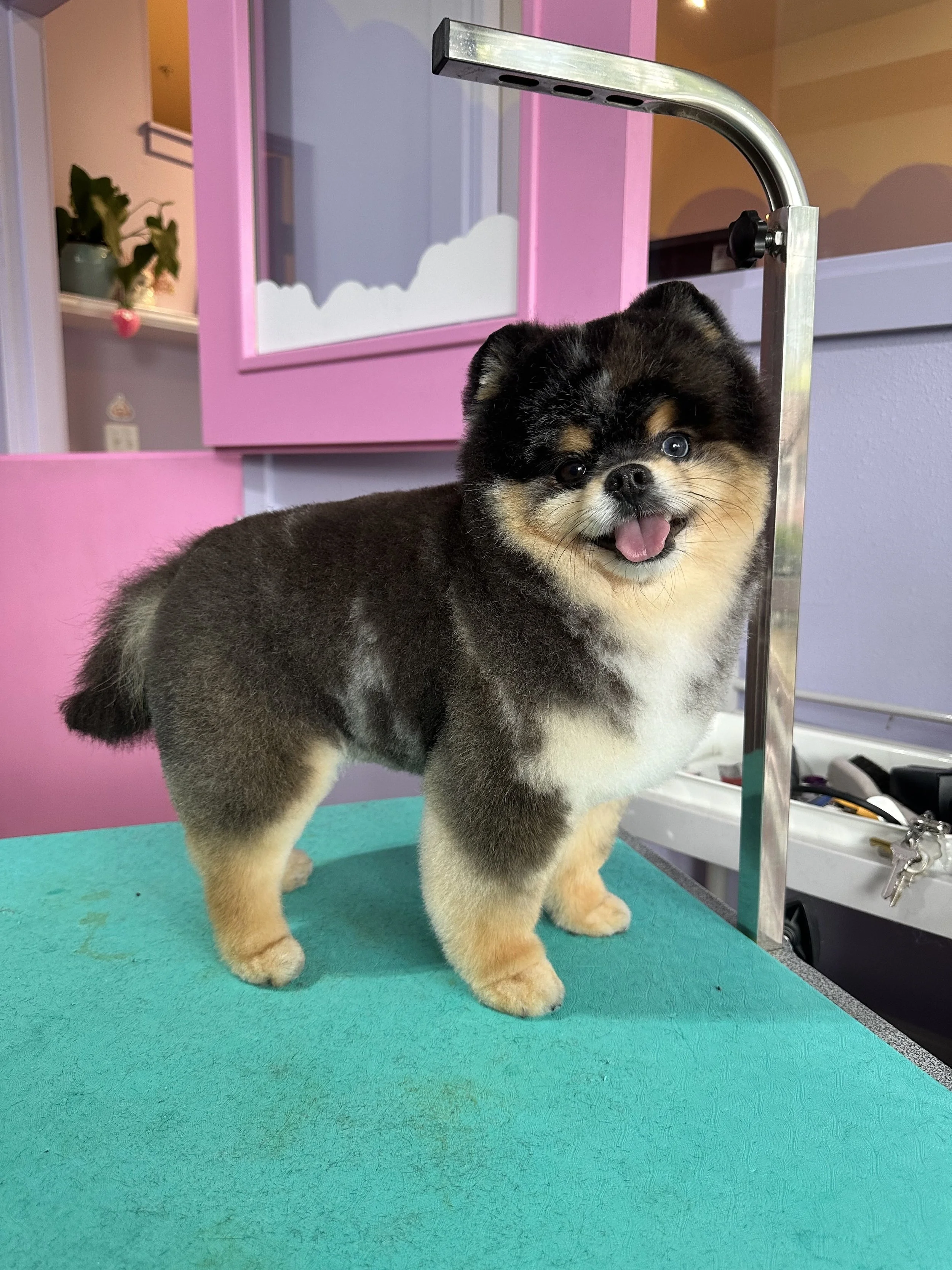 1/2” Pomeranian Groom