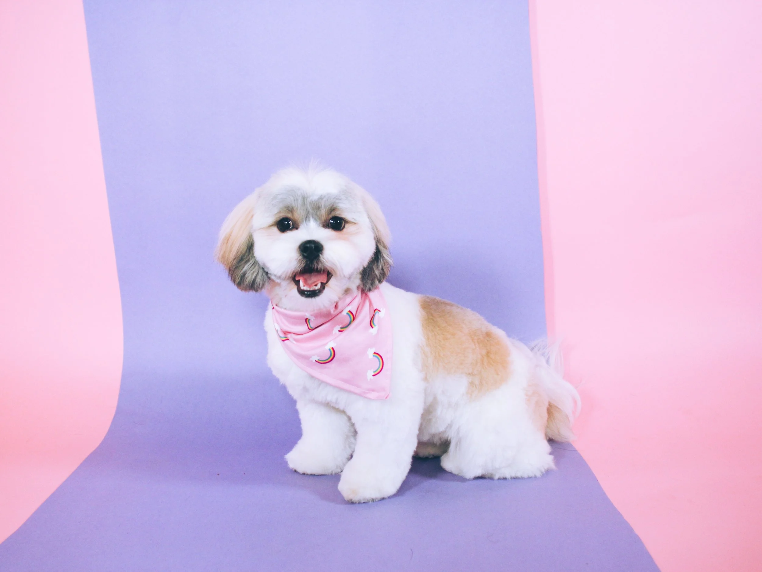 ☁️ mango ☁️ — ☁️ cloud grooming ☁️