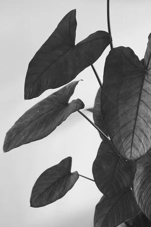 unsplash-image-e9a-F9zRbbM.jpeg