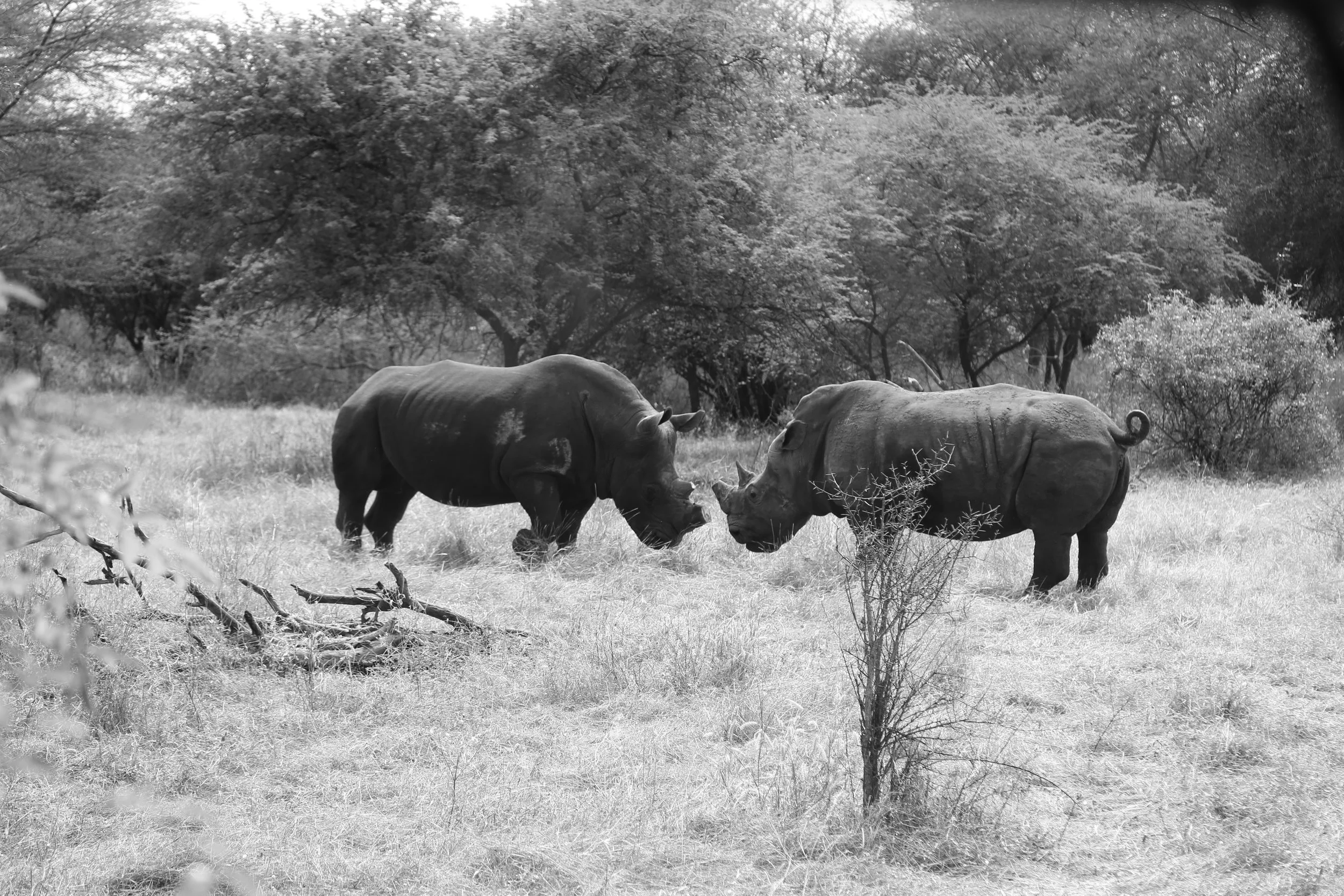 Dos rinocerontes enfrentados en la selva, en blanco y negro.