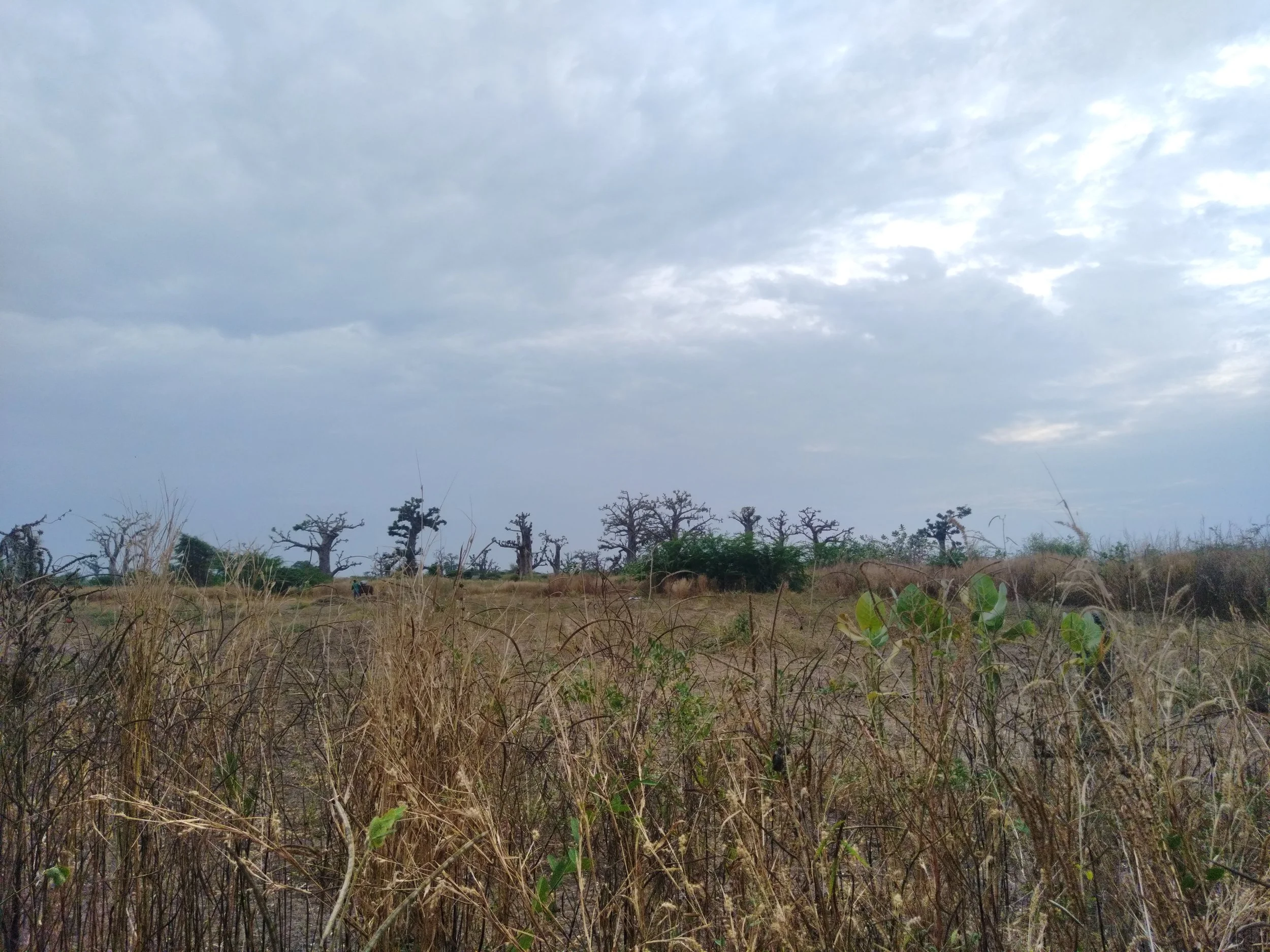 Paisaje de campo árido con árboles dispersos y cielo nublado.