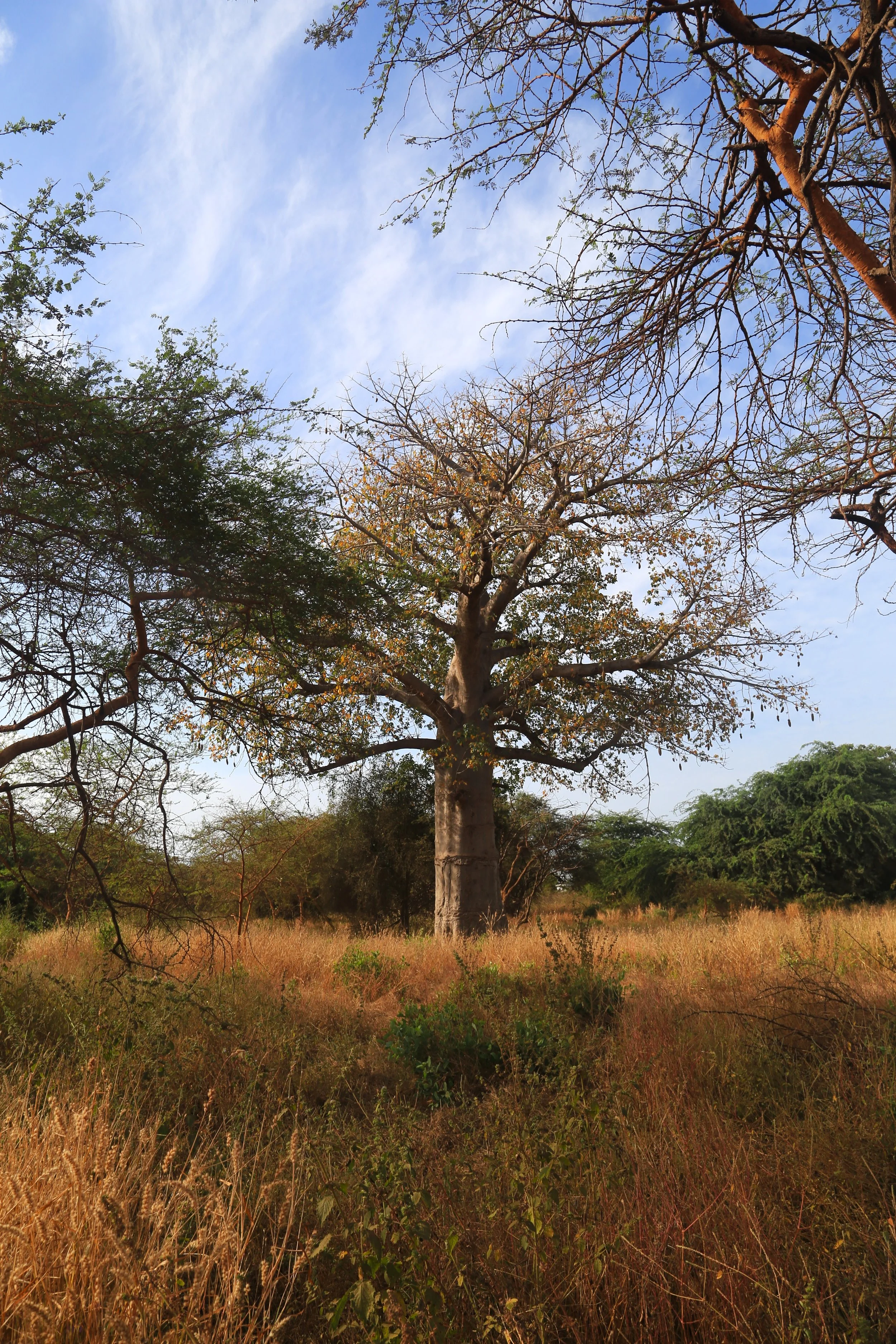 Árbol grande en un campo con hierba seca y otras plantas, con cielo despejado con pocas nubes.