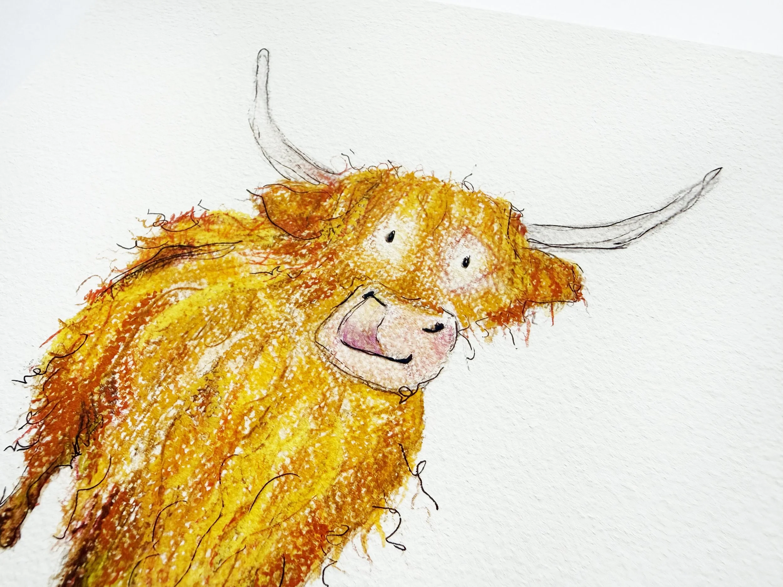 Hilda highland cow_3.jpg