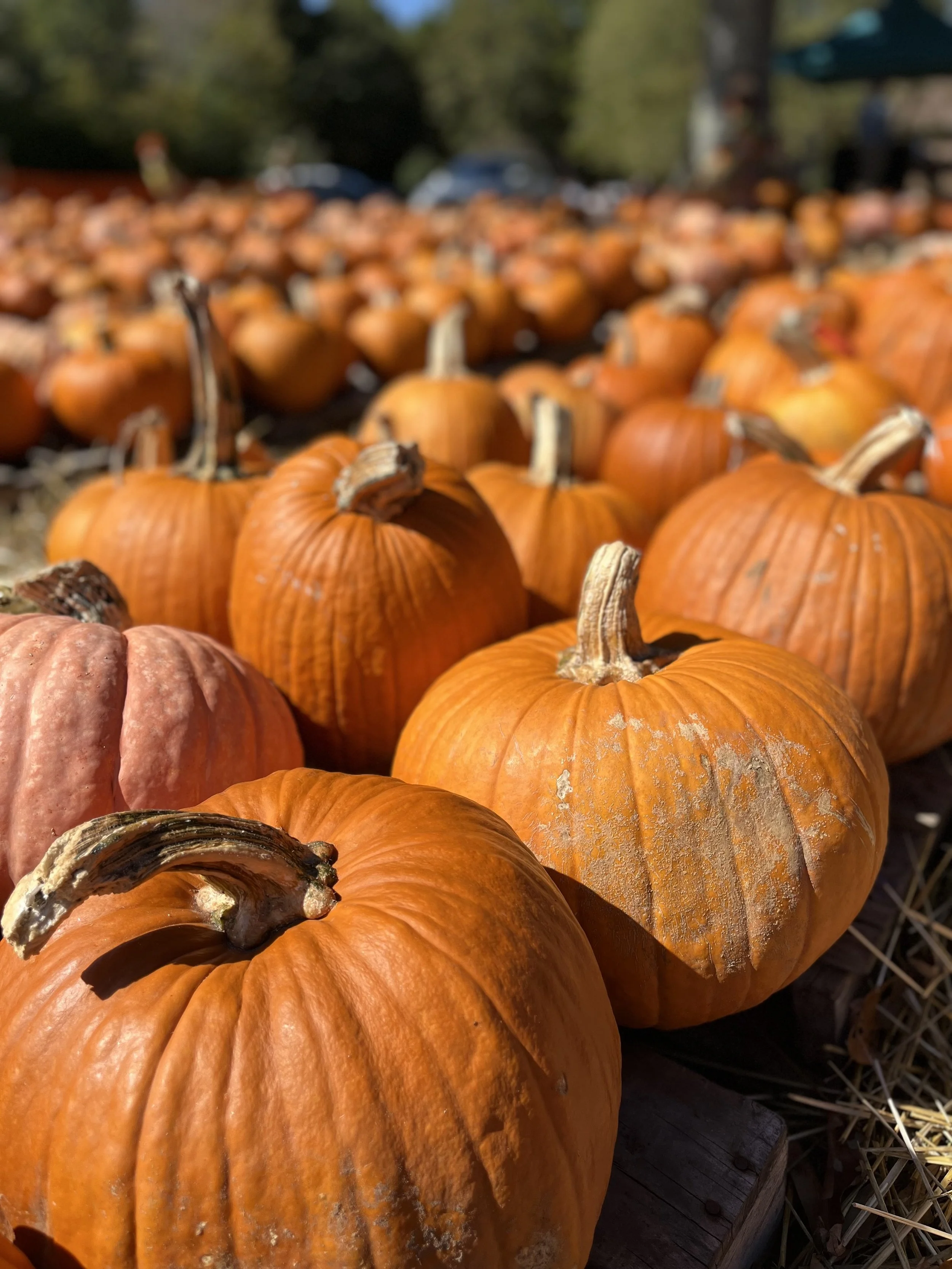 Picnic and pumpkins carving!