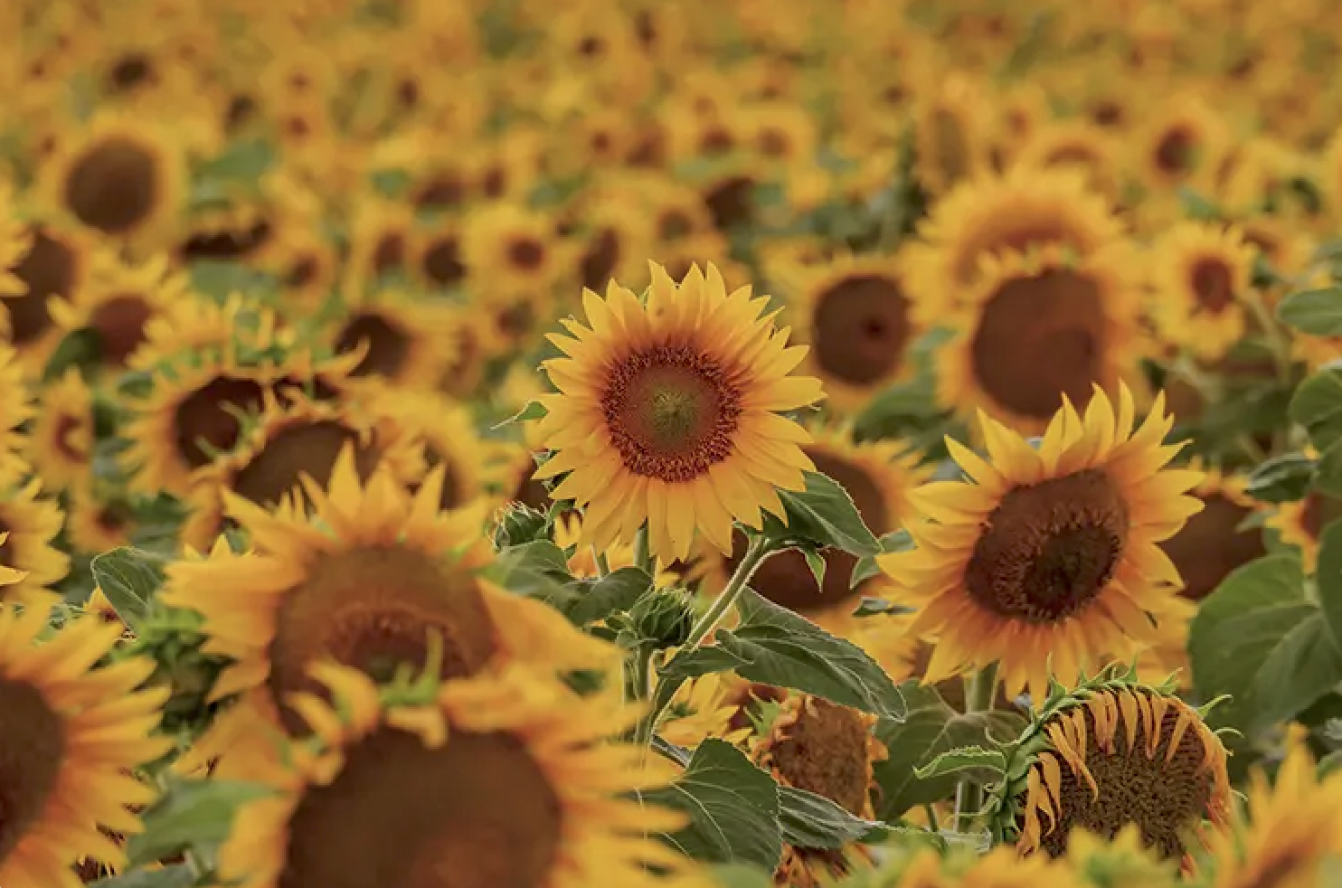 Evening Summer Flower Session at The Wooden Shoe