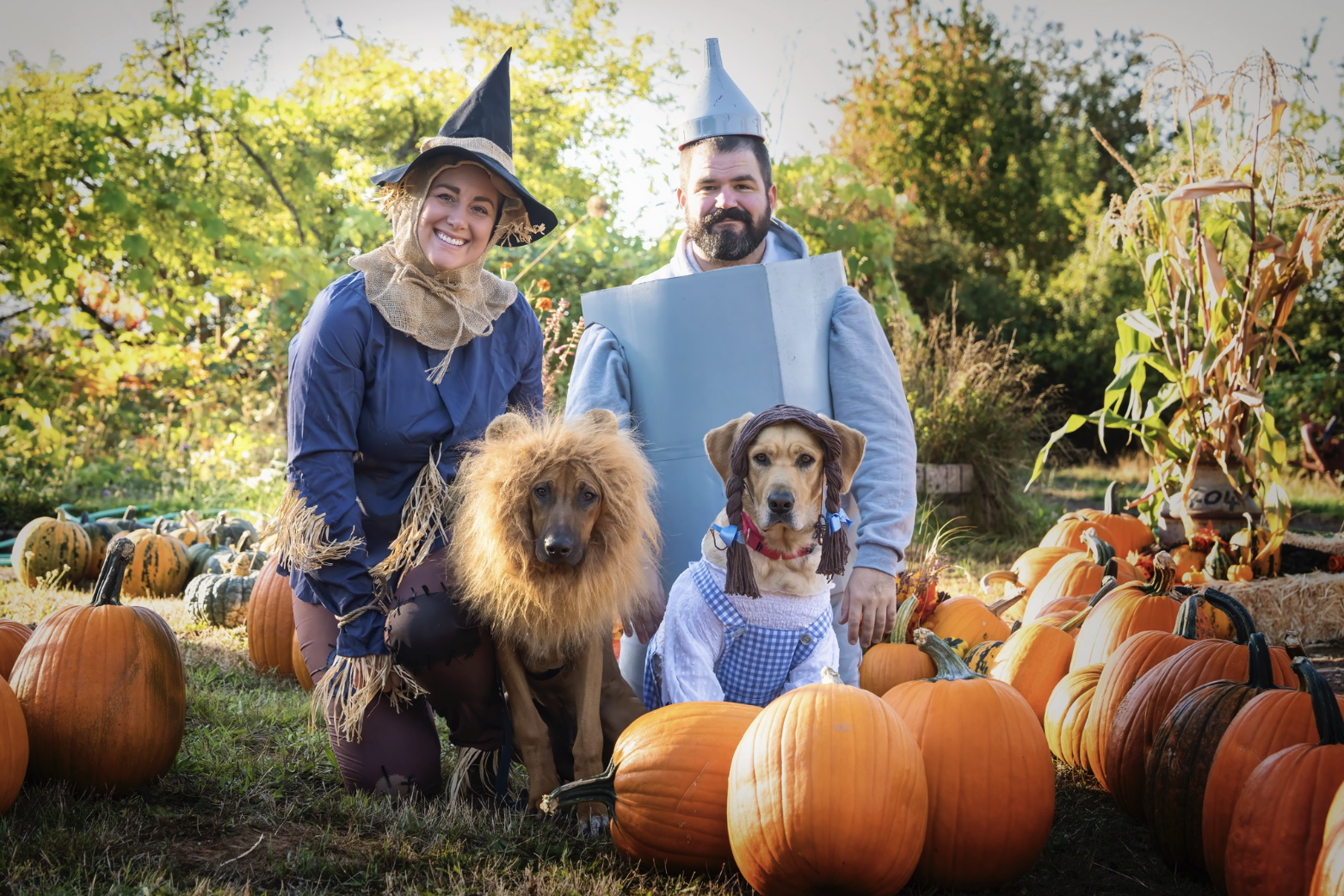 Pumpkin Puppies