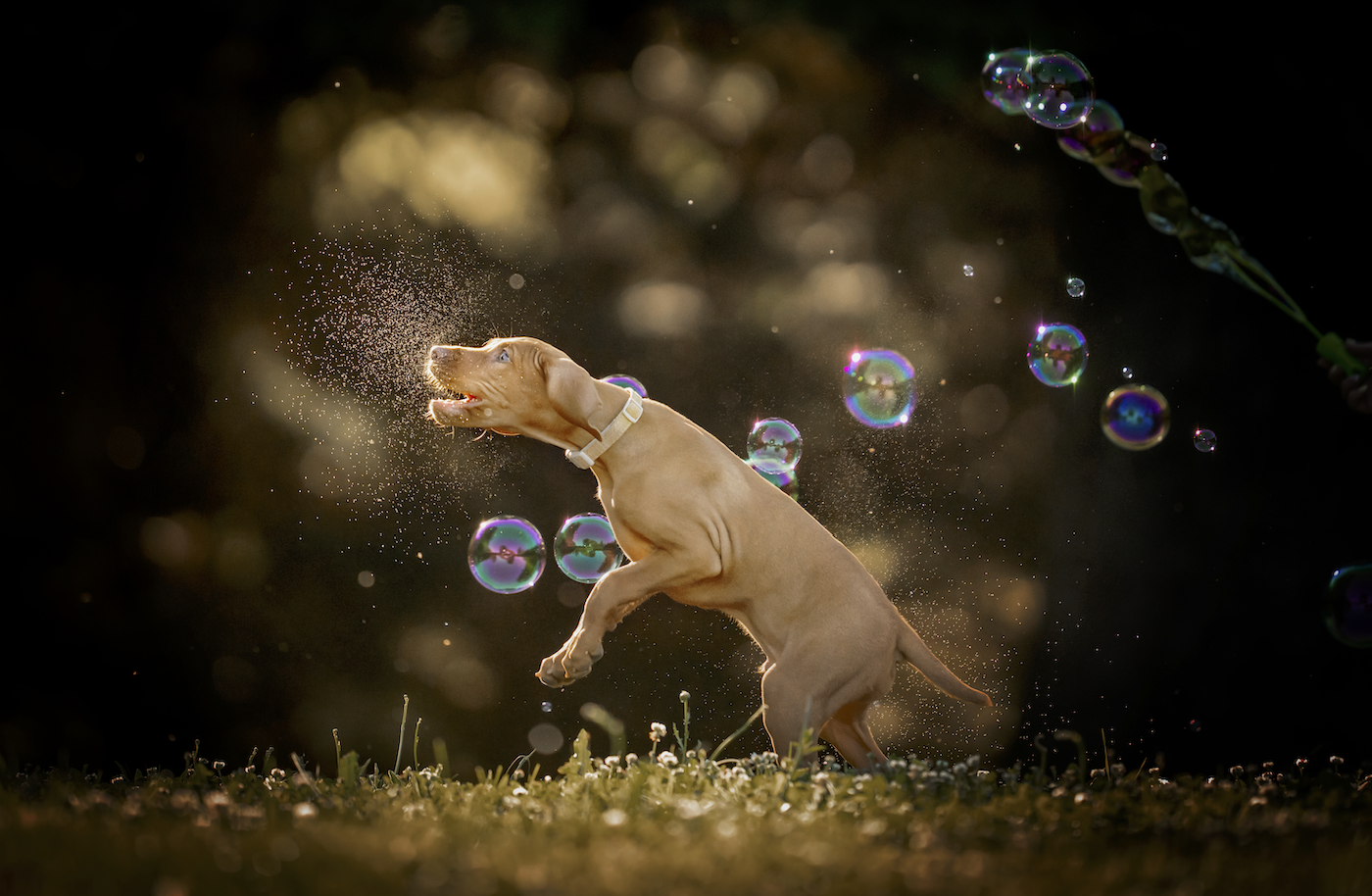 Bubble Mini Sessions