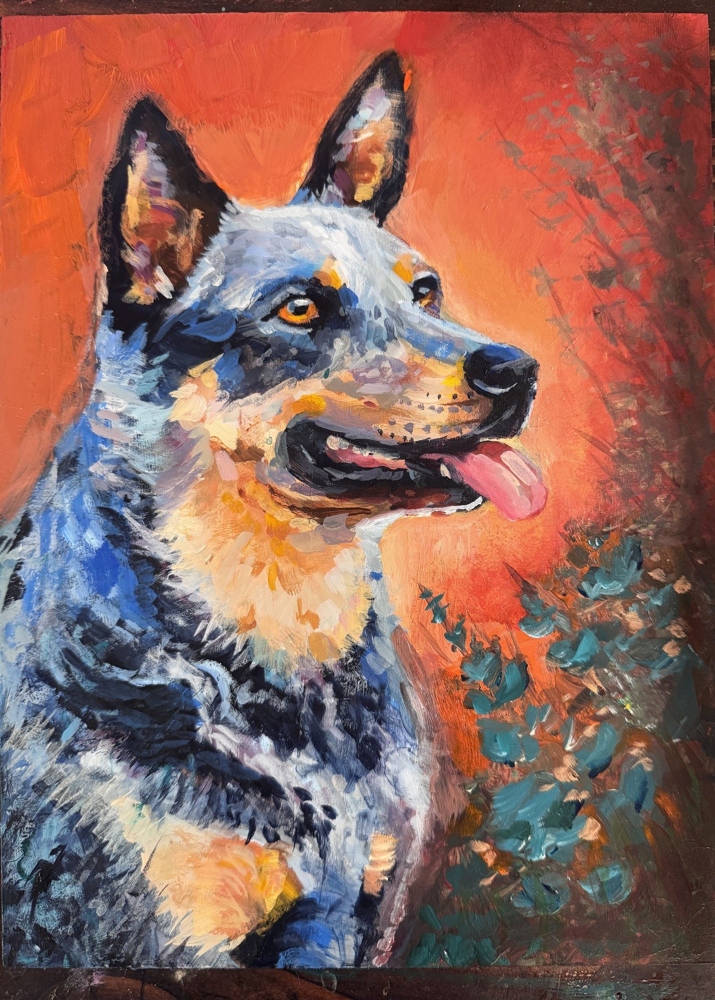 Blue Heeler.jpg