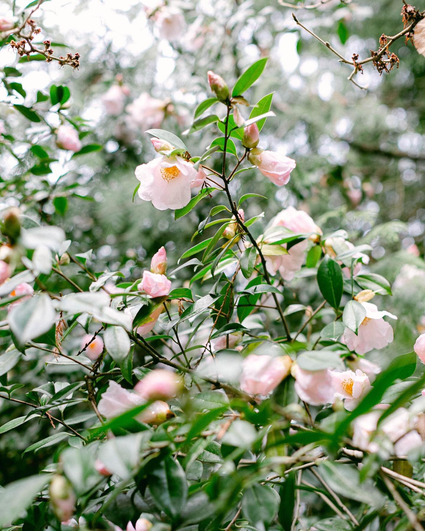 It&rsquo;s going to be a weekend filled with lazy walks, puppy play time, and a date night with the husband man. Wishing everyone a lovely few days off. 🌸🤍
.
.
.
.
.
.
#katieparraphotography #seattlephotographer #weddingphotographer #readyforthewee