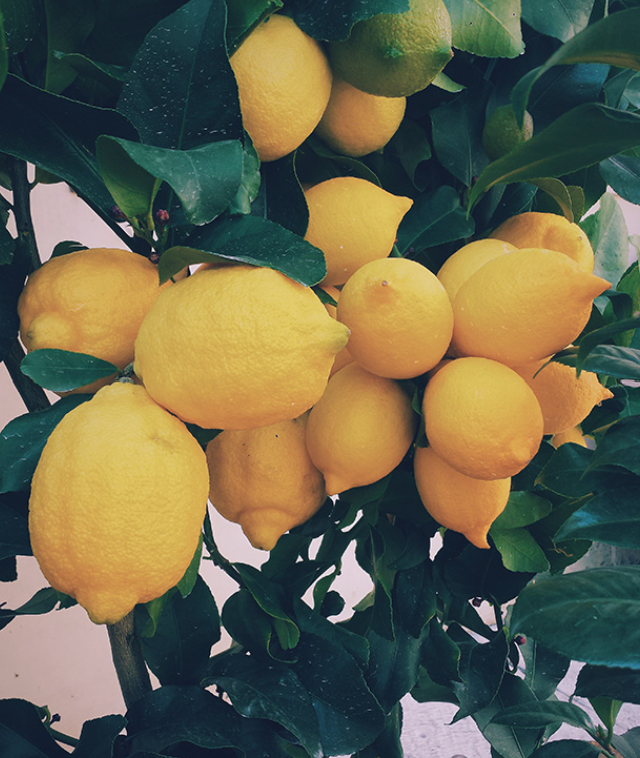 lemons.png
