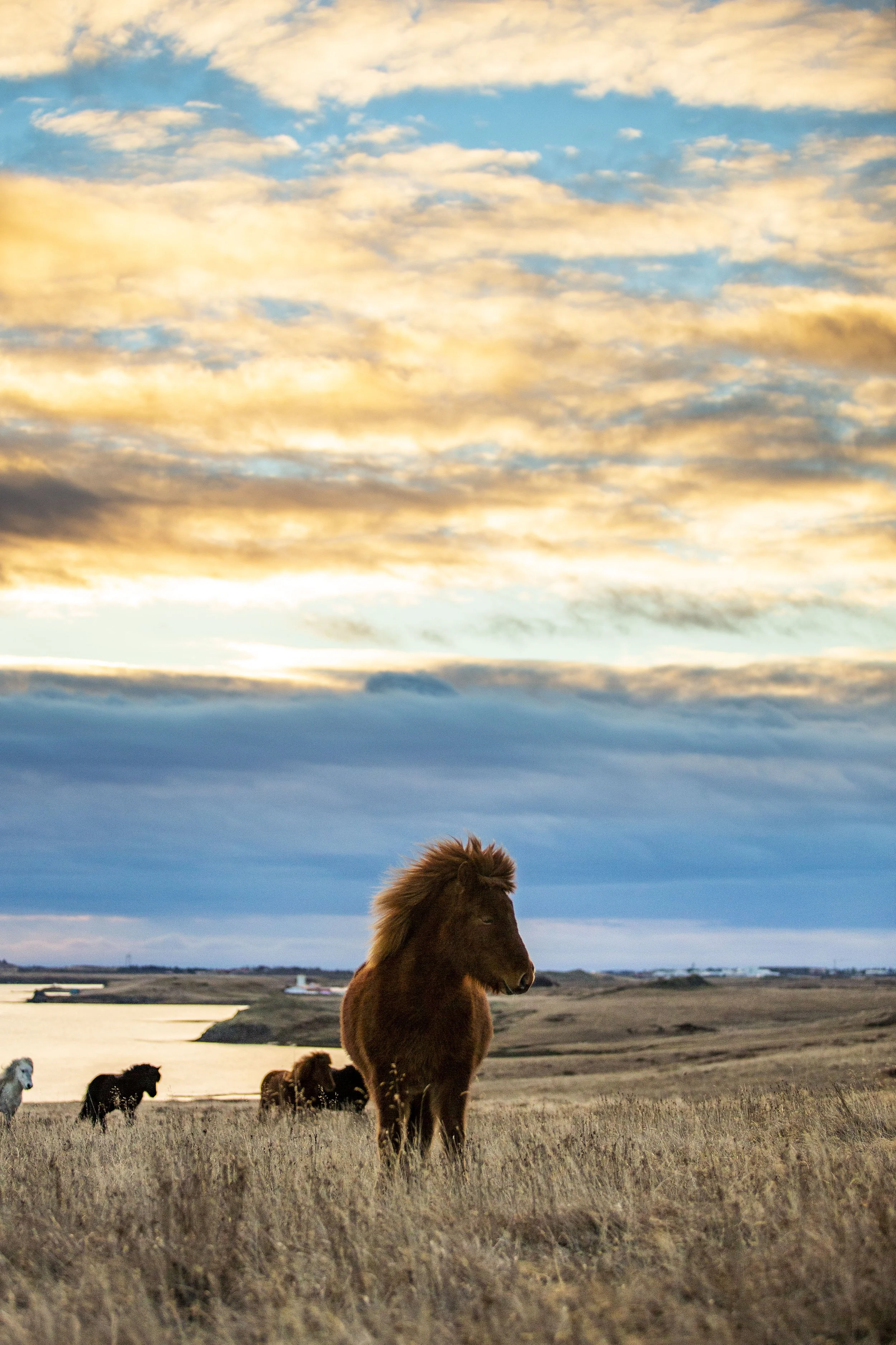 A group of horses, including a brown horse, grazing on a grassy plain at dusk with a colorful sky and clouds in the background.
