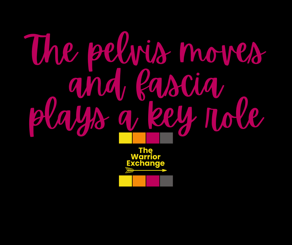 A Fun Birthy Fact: The Pelvis Moves During Pregnancy and Birth, and Fascia Matters