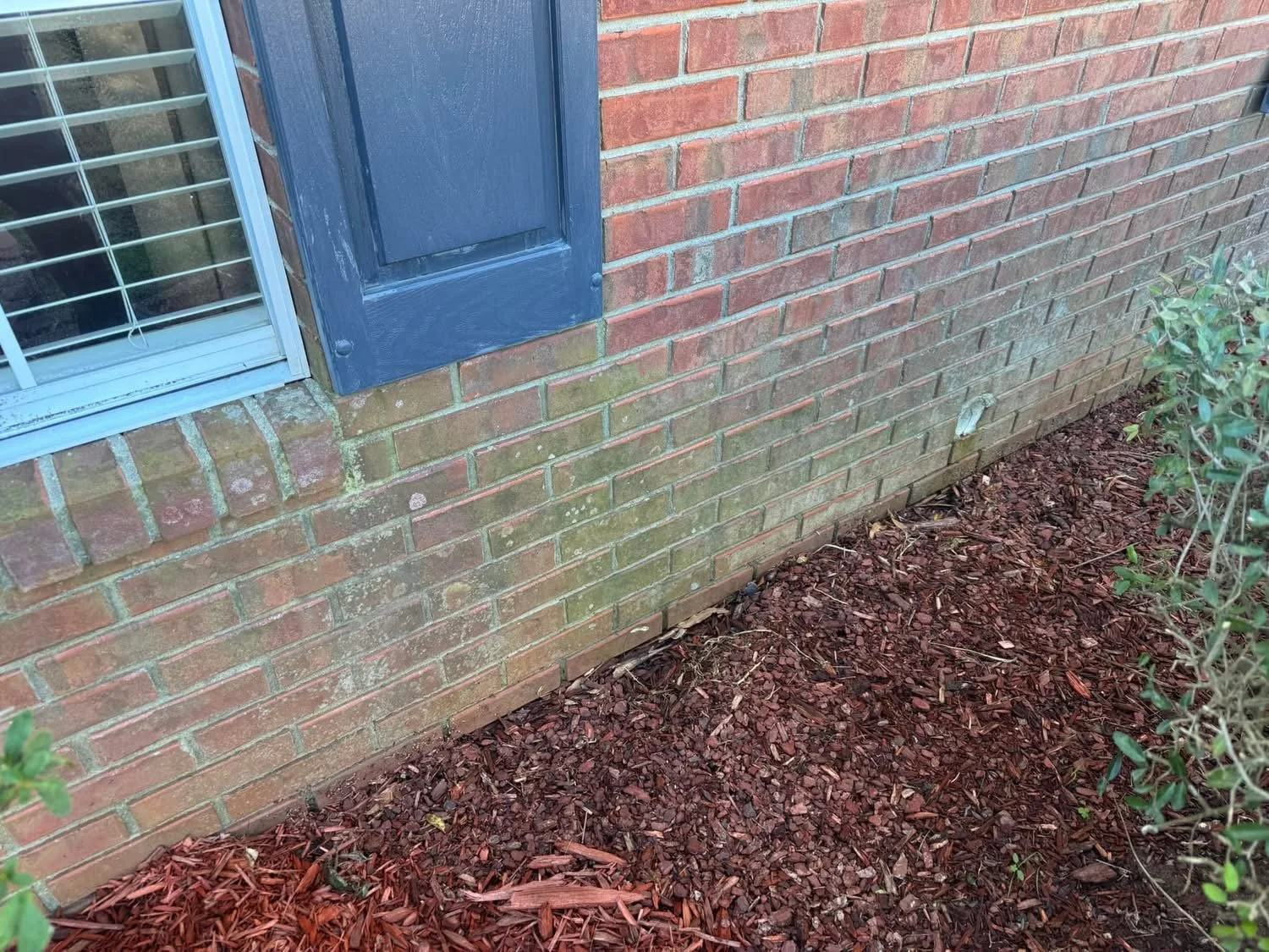 Brick house wall with a window and blue shutters, next to mulched garden bed with a small shrub.