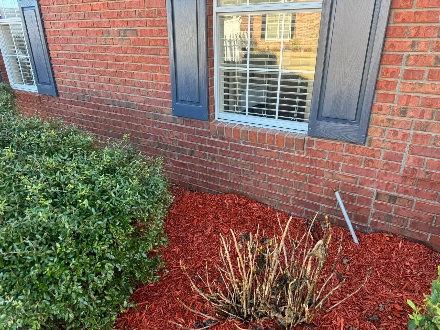 Brick house wall with two windows with blue shutters and a garden bed with red mulch, a green bush, and a pruned shrub.