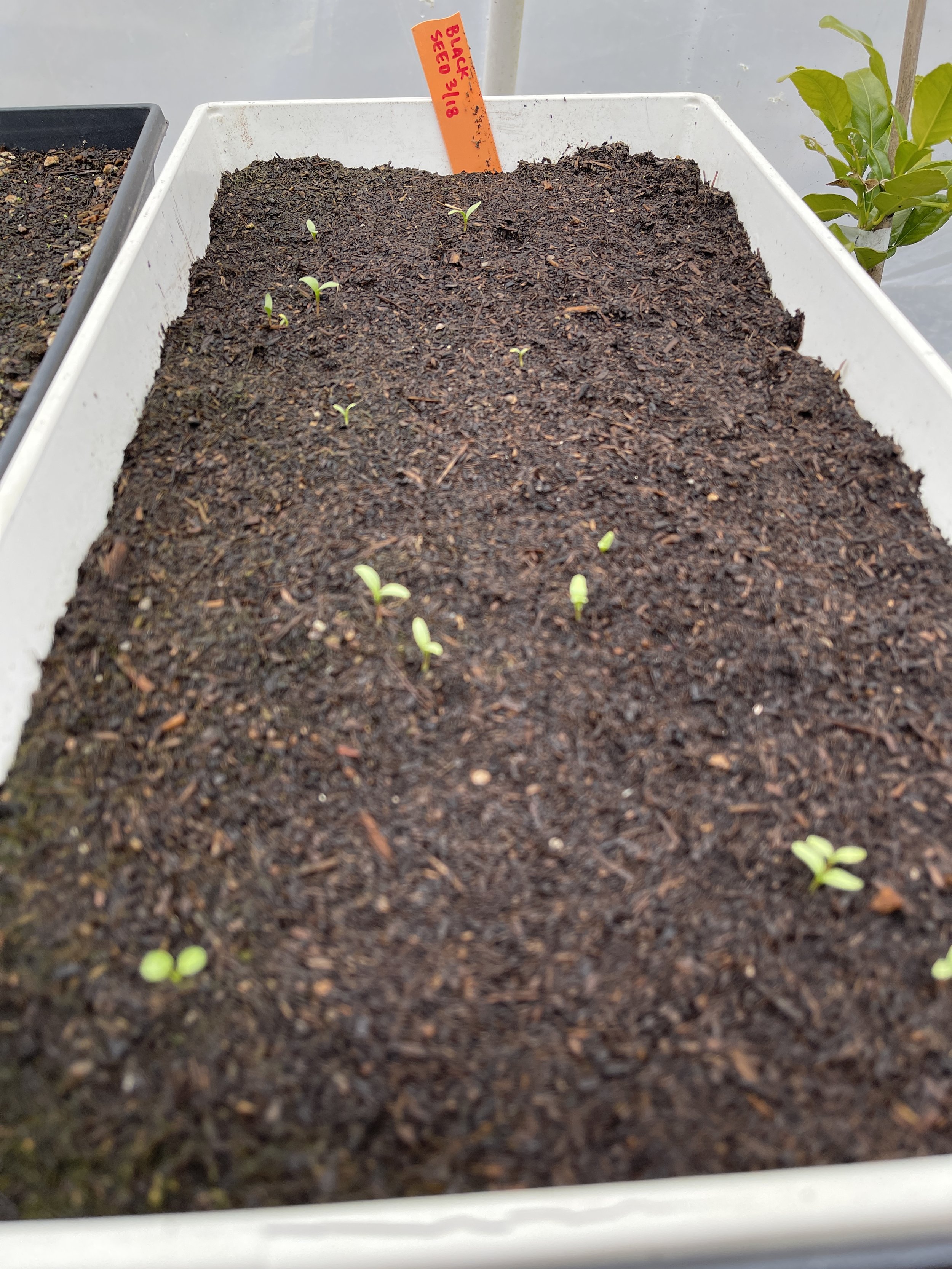 The Pharaoh’s Seed.