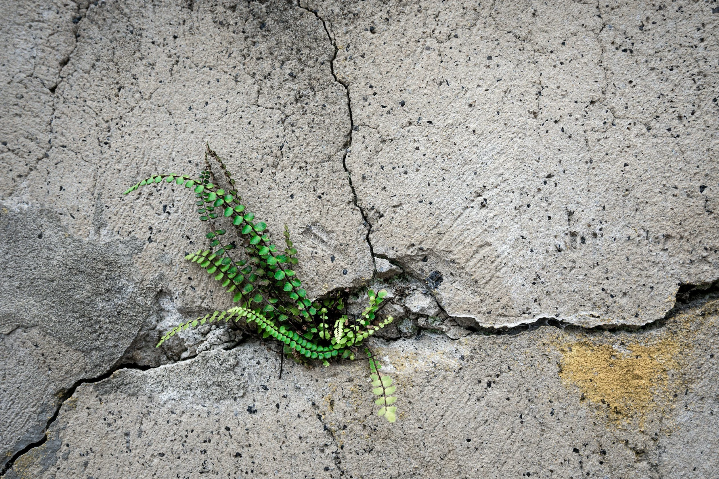 A fern grows through cracks in cement