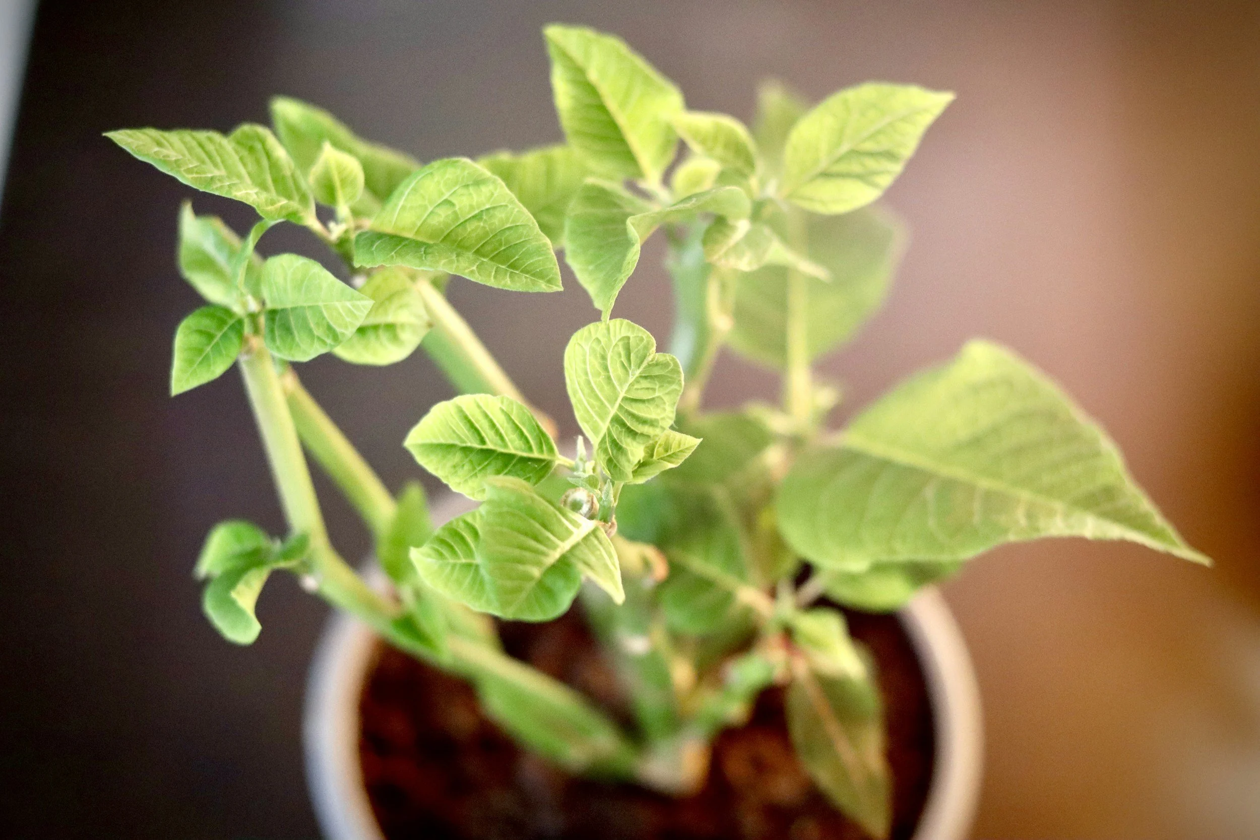 Back of woman looking out at the ocean