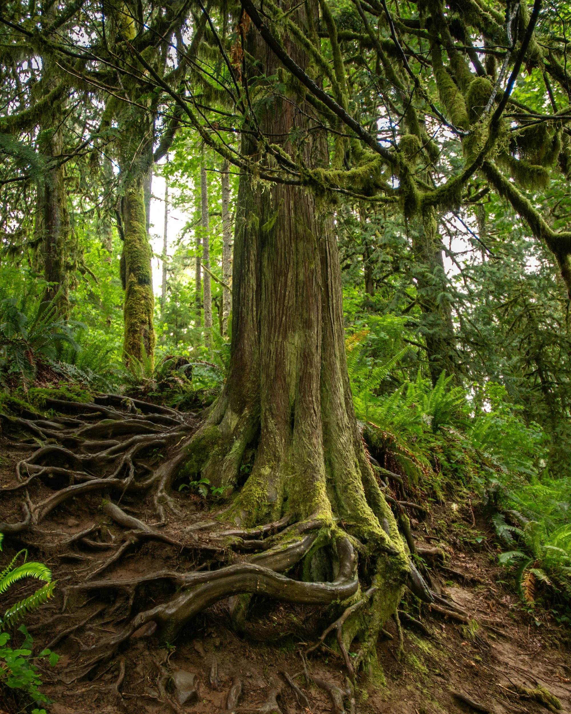 Sunrise casting a yellow glow on a field
