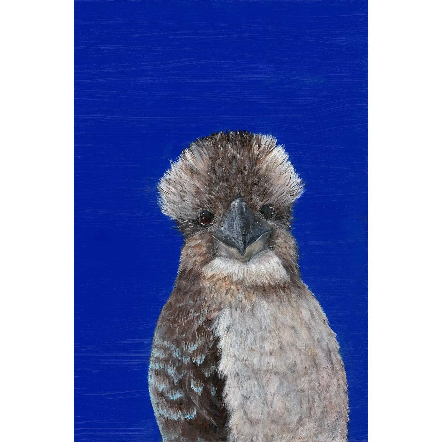 Buddy-Kookaburra.jpg