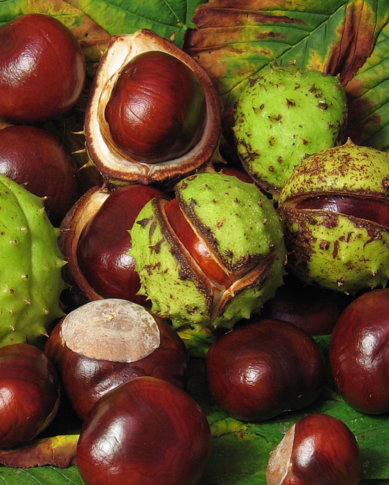 The humble horse chestnut is one of the key powerful botanicals in this silky serum&hellip;. Swipe to read more about the power of this autumn seed, along with the other active  components of this skincare essential. 🔗 to my website in the bio. 
#ho