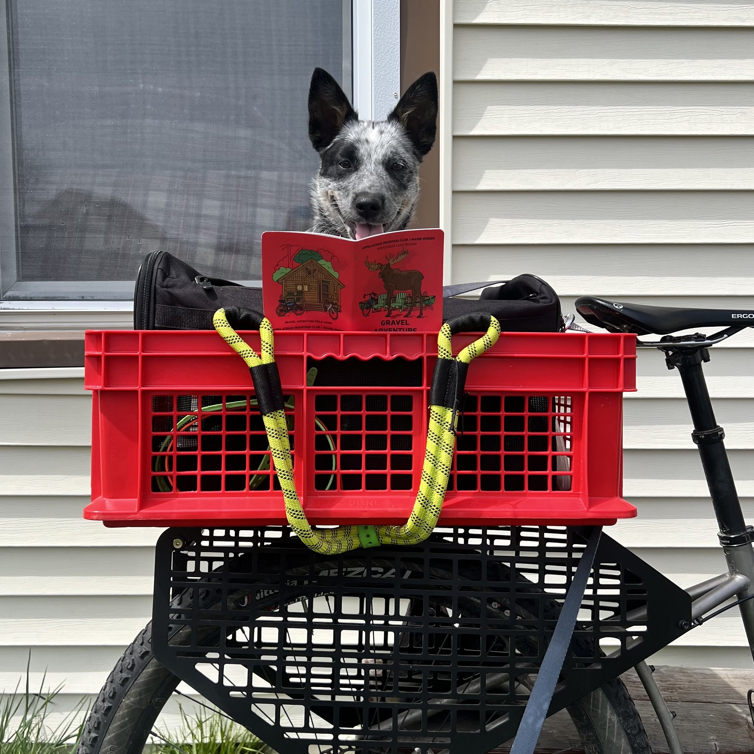 Dog reading a book siitng in a basket on a bike rack