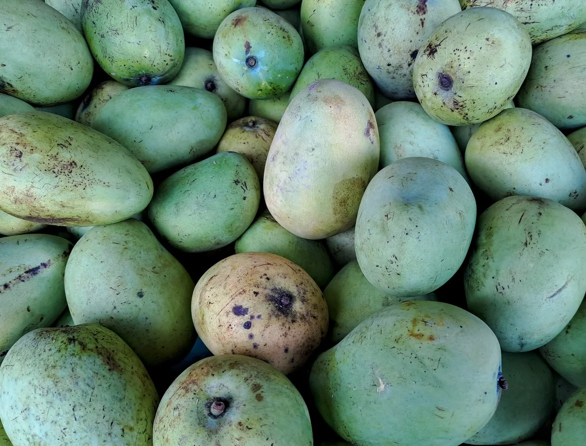 a large pile of just picked green mangos